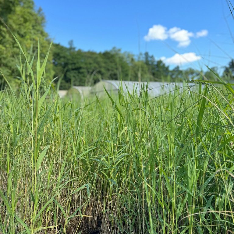 Phragmites Repositionspflanze