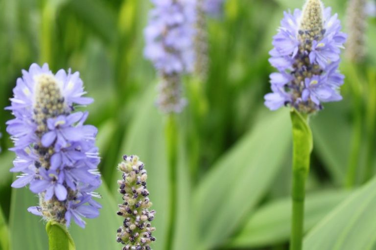 Gartenteich, die Klassiker, Pontederia, Hechtkraut