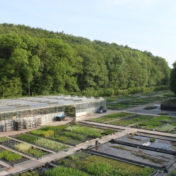 Gärtnerei Wasserpflanzen Unsere Produktionsfläche, Wasserpflanzen Wolff