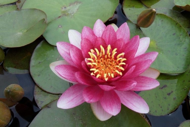 Seerose, Nymphaea
