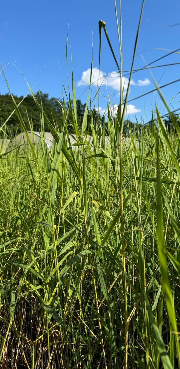 Phragmites australis