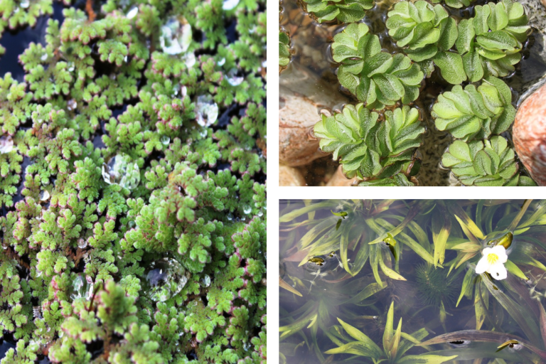 Schwimmpflanzen, Wassersalat, Pistia
